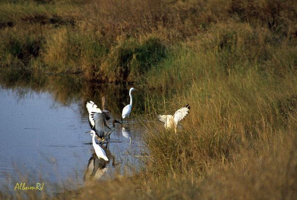 Ngorongoro - les oiseaux - 12