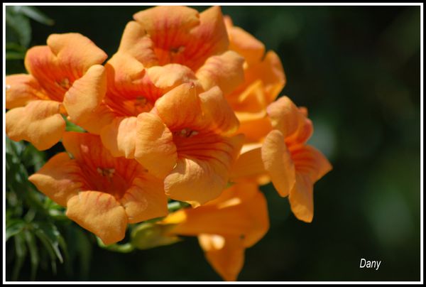 fleurs-oranges--1-.jpg