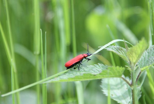 Animaux-4-6316-Pyrochroa-coccinea-jpg