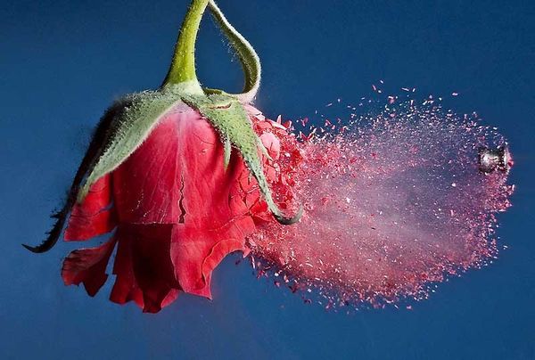 Image étonnante d'une rose pulvérisée