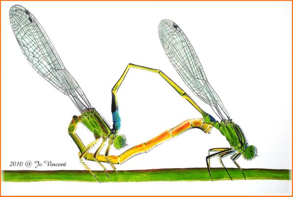 08 - agrion