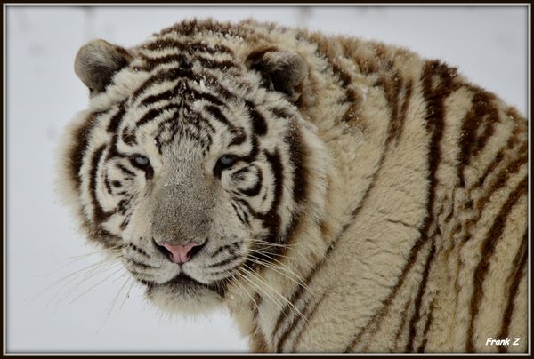 Portrait Tigre Blanc