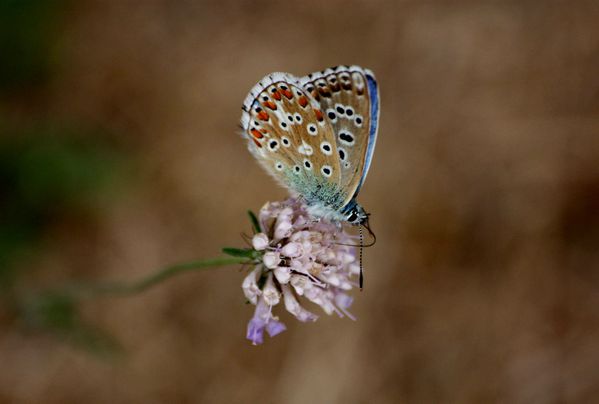 Flores--Faunes-Nature.-9390.JPG