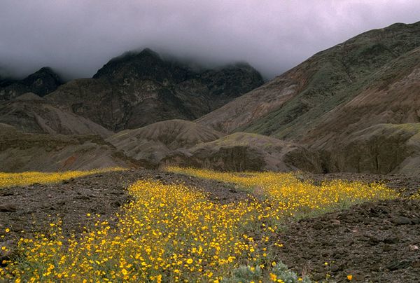 Printemps-a-Death-Valley.jpg