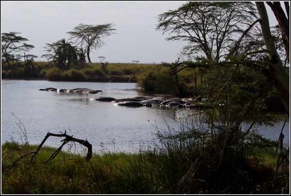 hippopotame dans le serengeti