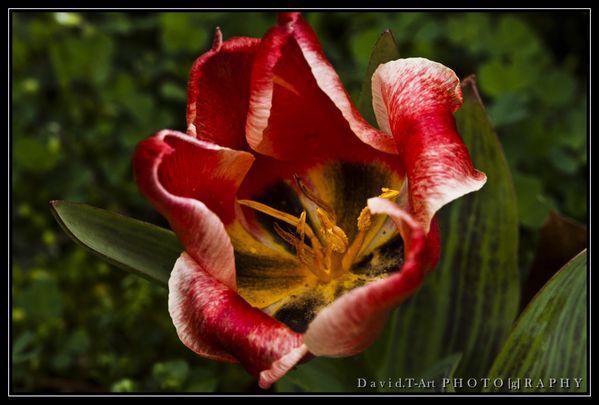 tulipe (9)
