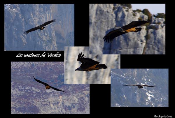 05-les vautours - 19-02-12