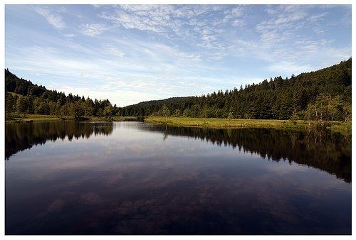 Lac-du-Lispach---Sapins.jpg