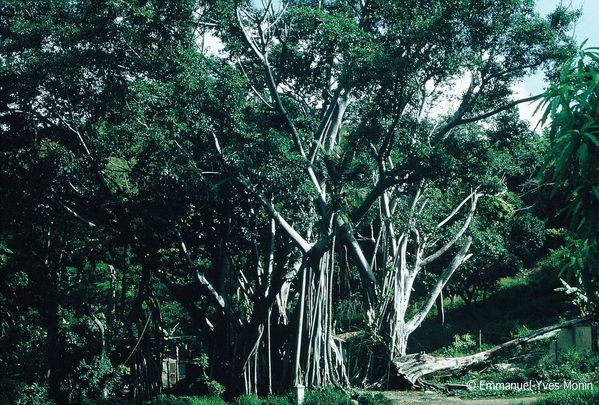 Australie bush Tree N [1]