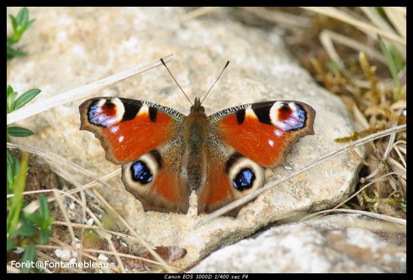 Paon du jour (Inachis io ou Nymphalis io) paon_du_jour-border.jpg