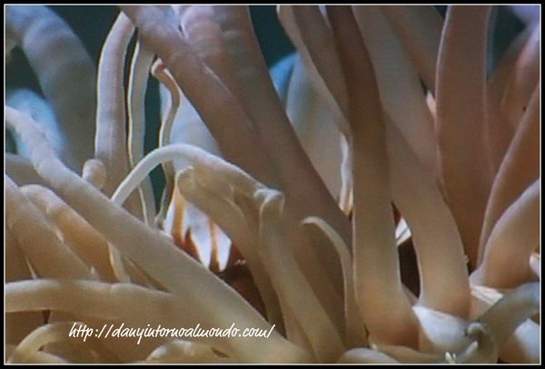 2 anemone de mer tentacoli