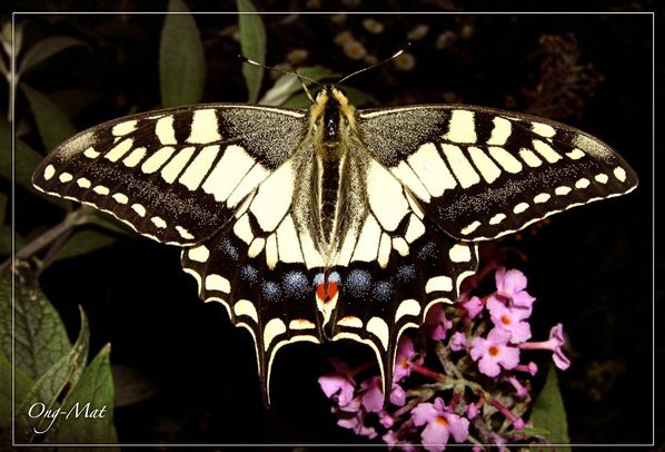 machaon-buddleia-02