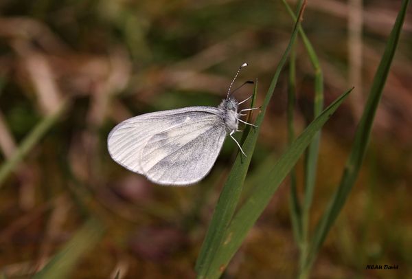 Piéride de la moutarde