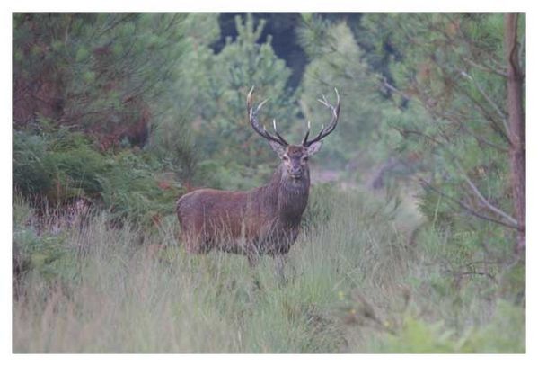 cerf1