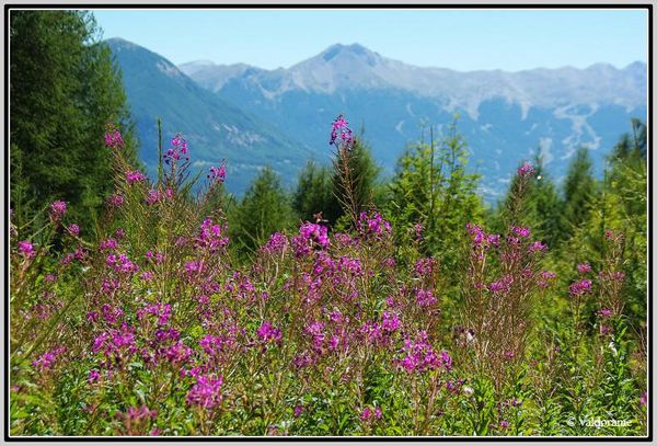 29 epilobes-border