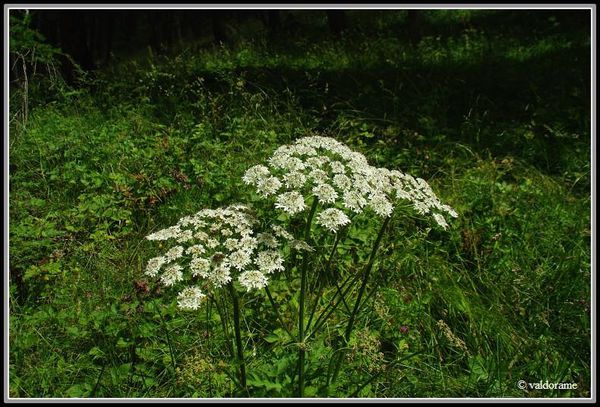 angelique des bois (3)-border