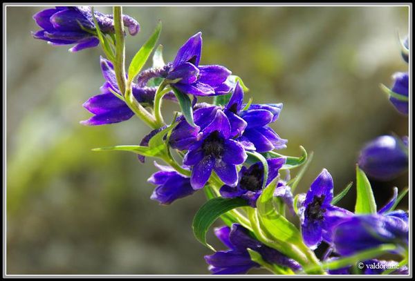 dauphinelle elevéé (3)-border