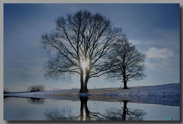arbre en hiver