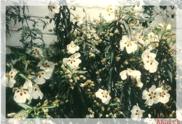 printemps2