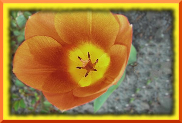 2010.04.18 001centre tulipe recadrée et améliorée encadr