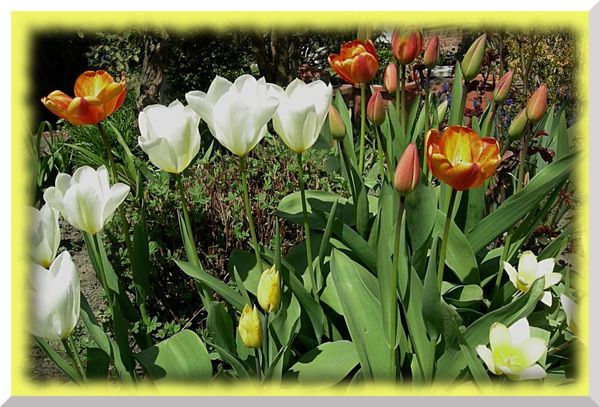 2010.04.18-030-tulipes-recadree-et-amelioree-en-copie-1.jpg