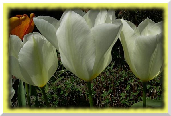 2010.04.18 030 tulipes recadrée et améliorée encadrée a