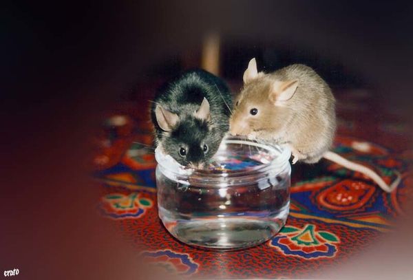 souris-1.jpg
