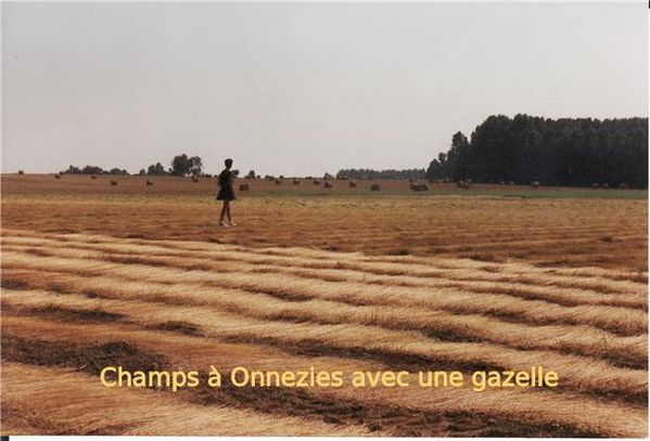 2011-09-20-gazelle champs onnezies
