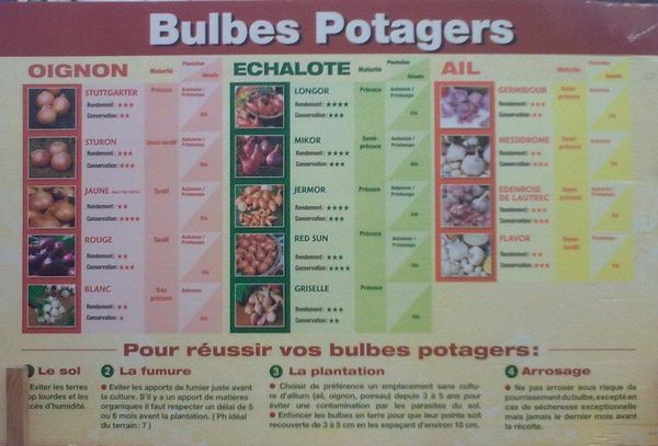 Choix-bulbes-potager.jpg