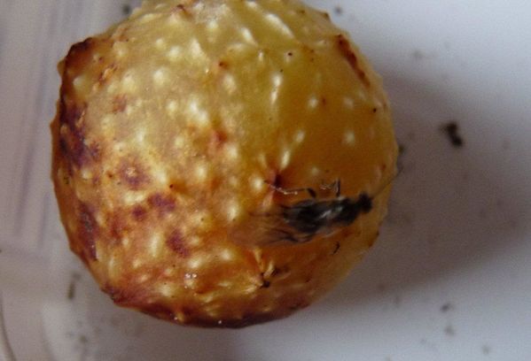 Cynips quercus folii 24- 12- 2012 (3)