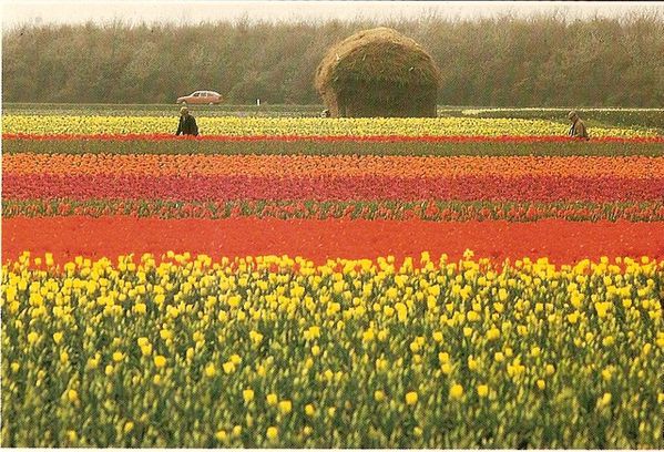 Nederland.jpg