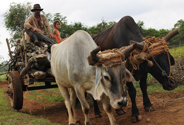 animals from cuba by albi