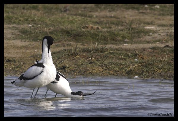 AvocetteBaiedeSomme.1.05-10.jpg