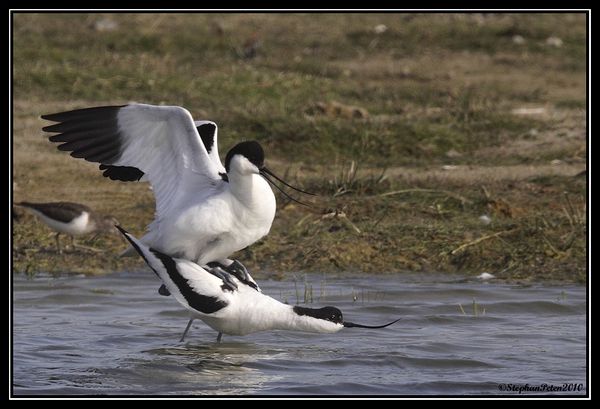 AvocetteBaiedeSomme.5.05-10.jpg