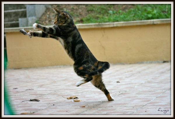 minette.jpg