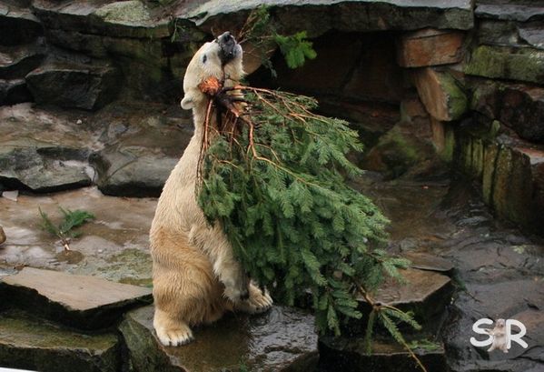 Dezember-2009 9855
