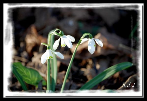 perce-neige.jpg