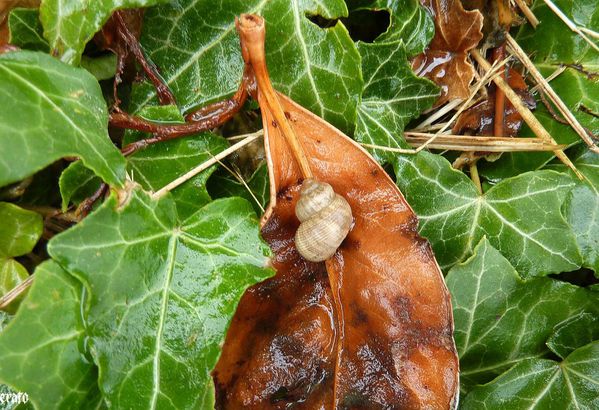 1--juin-2011--lezard-escargots-004-b.jpg