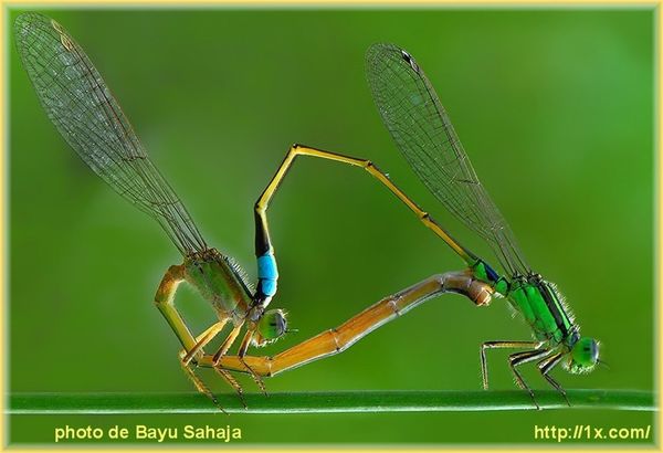 Bayu Sahaja