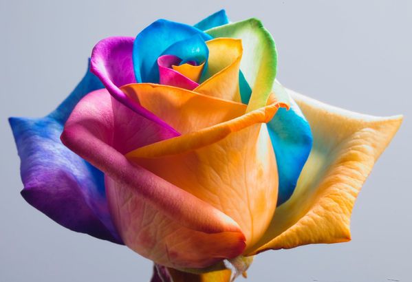 Happy Roses Rainbow Rose II by HappyRoses