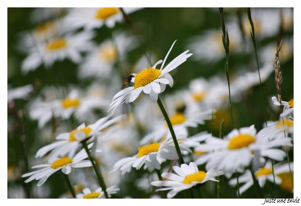 Les marguerites de Maman