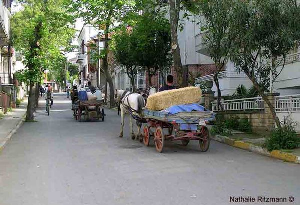 Chevaux-paille-copy.jpg