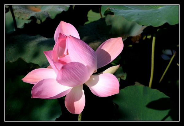 06FleurDeLotus