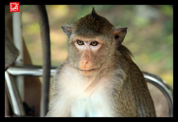 Singe Cambodge Angkor