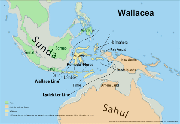 RD Wallacea 3