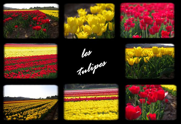 116-tulipes