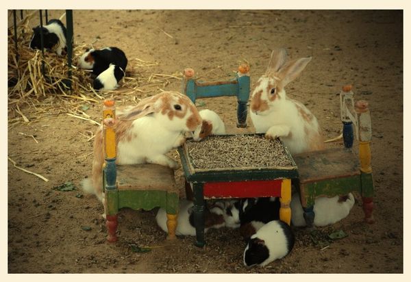 Family-lunch.jpg