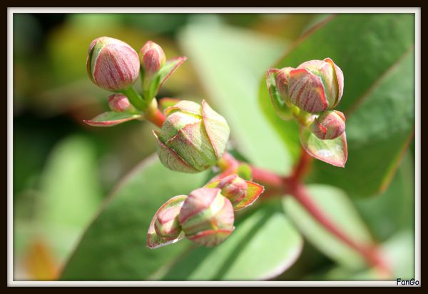 bourgeons.jpg