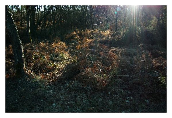 promenade en foret 038