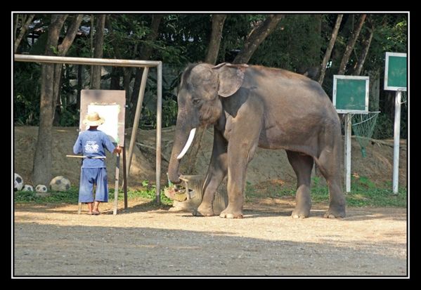 P06 Elephant Asie